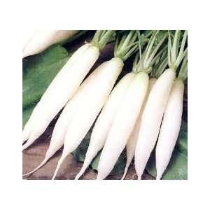  Todds Seeds   Radish   White Icicle Radish Seed, Sold by 