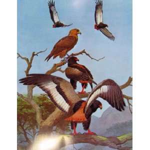  Eagles Hawks & Falcons Bateleur Female In Flight Plate 