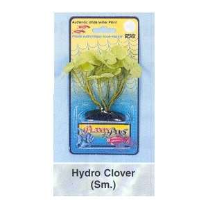  Plants+Plus Creepers Hydro Clover   3 Tall Kitchen 