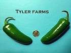 25+ Hot Grande/Mammoth Jalapeno Pepper Seeds (chili, chile) Great for 