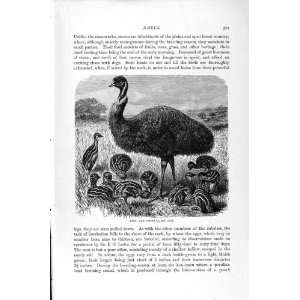   HISTORY 1895 EMEU CHICKS BIRDS FLIGHTLESS PRINT