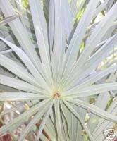 Silver Saw Palmetto LIVE PALM Tree COLD HARDY to 10F  