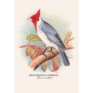  Red Crested Cardinal   Paper Poster (18.75 x 28.5) Sports 