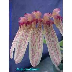 Bulbophyllum dentiferum 691  Grocery & Gourmet Food