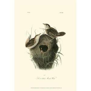  John James Audubon   Short   Billed Marsh Wren