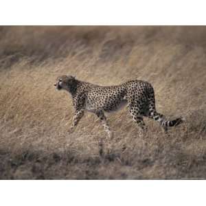  Cheetah Stalks its Prey Preparing to Attack with Great 