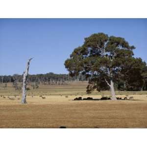  Sheep in the Shade of Jarrah Tree and Dead Karri Trunk 