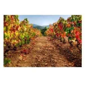  Colorful Autumn Vineyard Landscape   Provence Photographic 