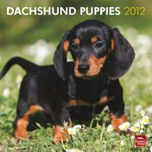   2012 Dachshund Puppies Square 12X12 Wall Calendar by 