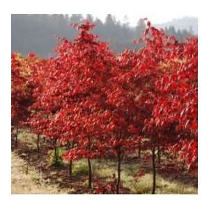  Japanese Maple   Bloodgood Tree   One Gallon Pot Patio 