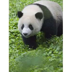  China, Sichuan Province, Wolong, Giant Panda Cub on the 