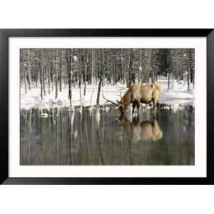  A Male Elk Takes a Drink While Standing in the Water in 