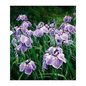  Iris ensata Caprician Butterfly Patio, Lawn & Garden