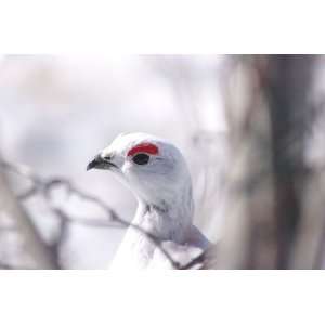 Willow Ptarmigan   Winter Plumage Taxidermy Photo Reference CD