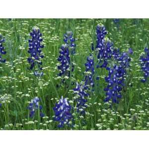  Texas Bluebonnet and Wild Buckwheat, Texas, USA Stretched 