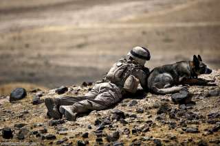 US Marine Combat military working dog Afghanistan 2011  