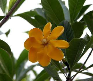 Rare Golden Gardenia   Changes Color from Ivory to Yellow to Gold   4 