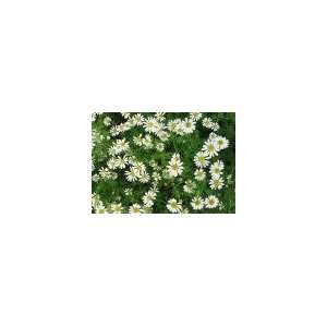  Todds Seeds   Herb   Chamomile, Roman Herb Seed, Sold by 