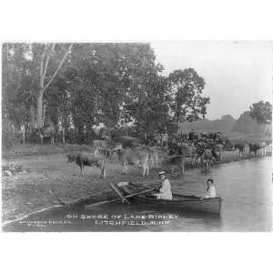  Cattle & Rowboat,on shore of Lake Ripley,Litchfield,Meeker 