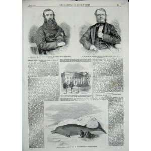   1860 Cetacean Animal Kentish Whitstable Adams Malcolm