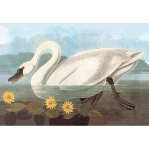  Whistling Swan 12x18 Giclee on canvas