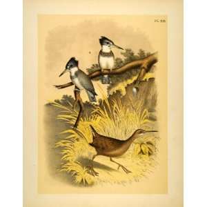  1881 Chromolithograph Clapper Rail Belted Kingfisher 