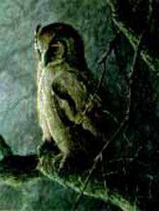Robert Bateman  GIANT EAGLE OWL   SAPPI S/N   Low on Internet  
