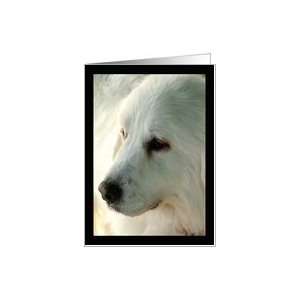 Great Pyrenees   blank Card