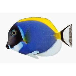  Powder Blue Tang   Peel and Stick Wall Decal by 