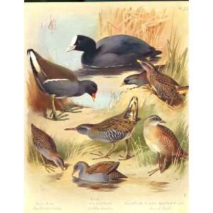  Large Thorburn Birds Coot, Moorhen, Crake, Landrail