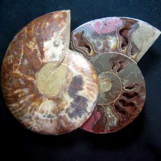 143mm Ammonite Fossil Cut In Half,Africa ammd9ixa216  