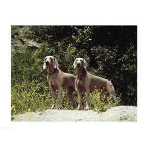   SAL497257329 Weimaraners  24 x 18  Poster Print Toys & Games