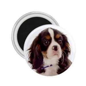  king charles spaniel pup 8 2.25in Magnet R0711 Everything 