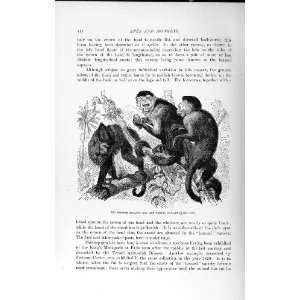   NATURAL HISTORY 1893 94 HORNED SAPAJOU WEEPER MONKEYS