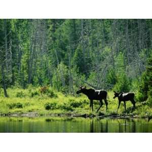  A Natural Salt Lick Lures Moose to the Shores of Hidden 