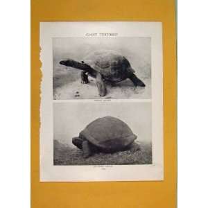  Giat Tortoises Marions Aldabra Antique Print Fine Art 