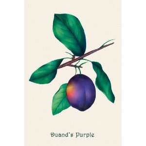  Duands Purple Grapes   Poster (12x18)