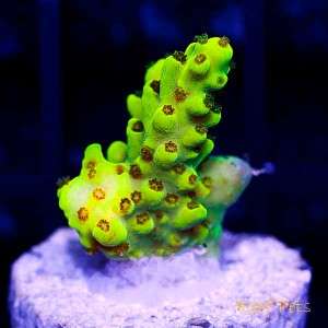   Pets* Rare Red Polyp Tenuis Acropora Acro SPS *Live Reef Coral*  