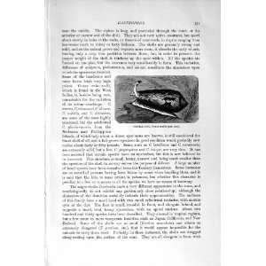    NATURAL HISTORY 1896 TEXTILE CONE GASTROPODS CONUS