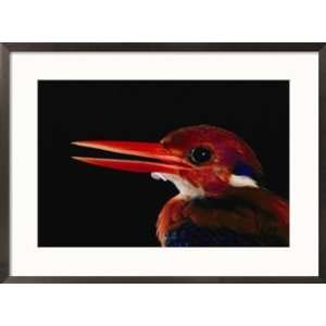  A close view of the head of a Philippine dwarf kingfisher 