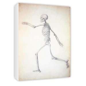  The Human Skeleton, lateral view, from the   Canvas 