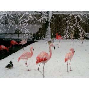  A Flock of Caribbean Flamingos Stand Together Premium 