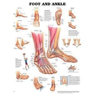  Anatomical Chart Company Foot And Ankle Chart Health 