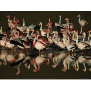  A Flock of Migratory Flamingos in a High Altitude Lake 