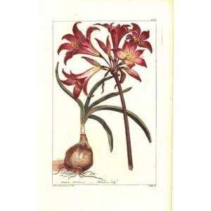  Amaryllis I Poster Print