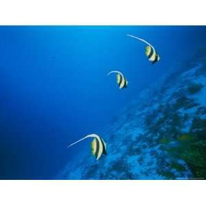  Longfin Bannerfish Swim Near Rongelap Atoll National 