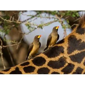 Yellow Billed Oxpeckers on the Back of a Giraffe, Tanzania Premium 