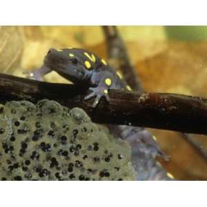  Spotted Salamander in a Vernal Pool with Eggs, Ambystoma 