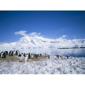 Gentoo Penguins and Anvers Island in Background, Antarctica, Polar 