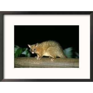  Common Brushtail Possum, Queensland, Australia Framed 